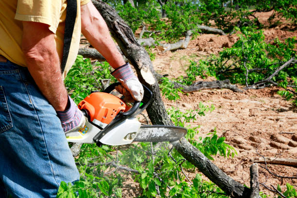 Tree Branch Trimming in Beggs, OK